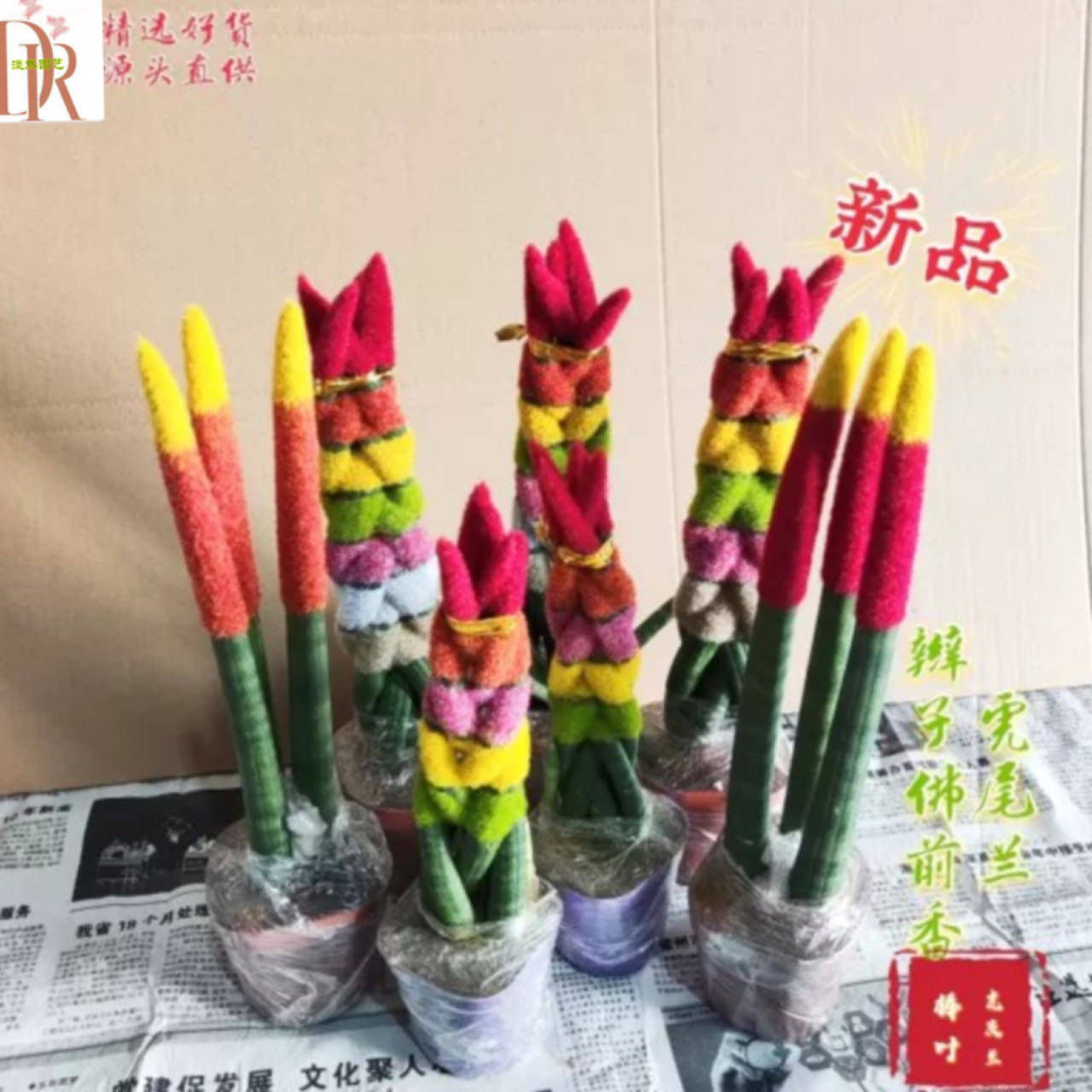 棒叶旋叶虎尾兰佛前香 新品带彩稀有虎皮兰 室内吸甲醛好养植物