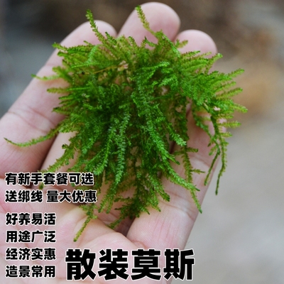 散叶莫斯水草造景垂泪散装水草