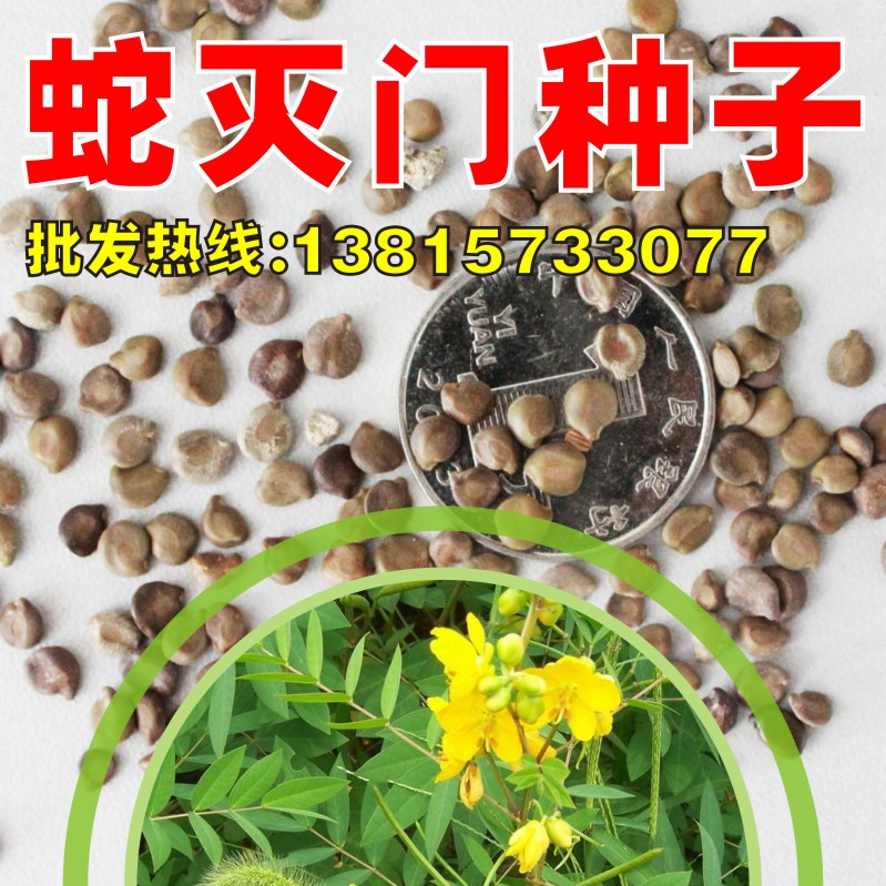 蛇灭门种子望江南野决明野扁豆金豆子驱蛇花草狗屎豆阳台观赏盆栽
