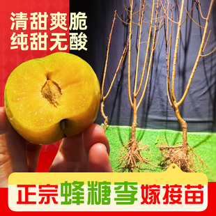 正宗嫁接蜂糖李子苗新品种冰糖李子特大果蜜李苗果树盆栽果苗