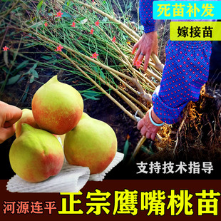 正宗广东河源鹰嘴桃苗连平上坪嫁接苗南方种植果苗1