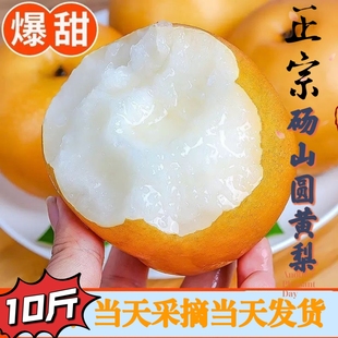 正宗圆黄梨砀山酥梨砀山梨黑皮梨现摘现发当季10斤净重园黄梨黄梨