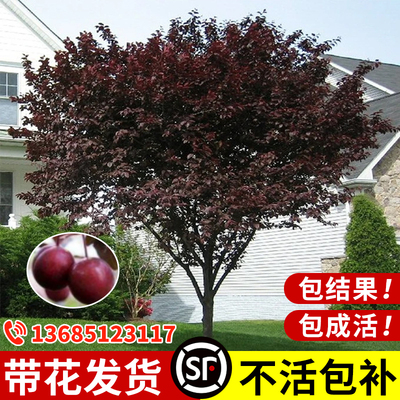 紫叶李树苗红叶李子树苗绿化风景树庭院地栽耐寒植物