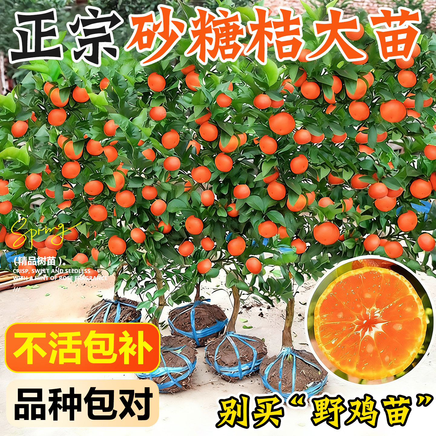 沙糖桔正宗树苗无籽地栽大苗南北方种植橘子柑桔果树苗嫁接砂糖橘