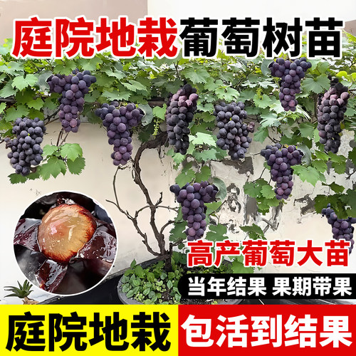 葡萄树苗巨峰嫁接耐寒南北方种植