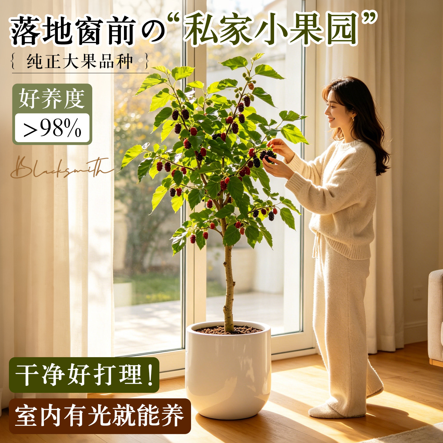桑葚树苗果桑苗无籽大十桑葚苗嫁接台湾长果四季占地果苗果树盆栽