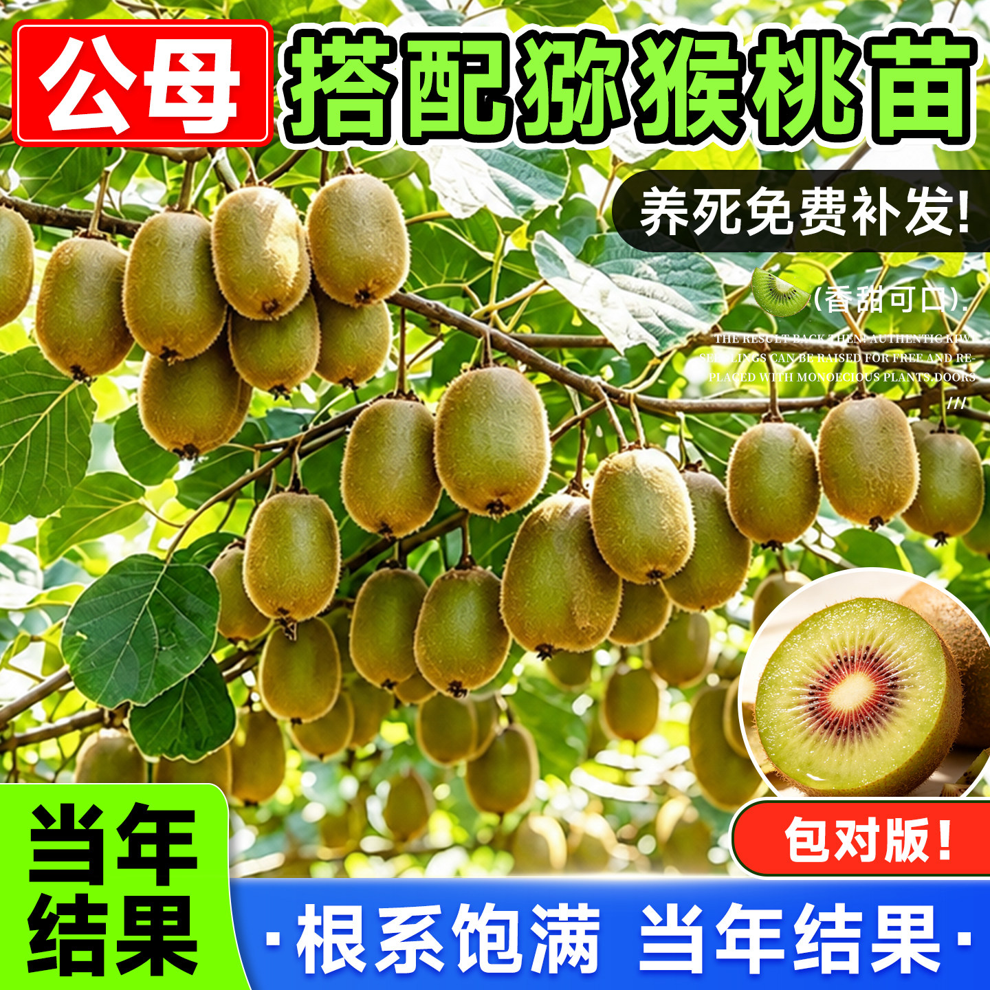 多品种猕猴桃苗一公一母南北可种图片