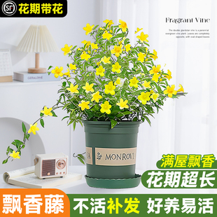 法国香水藤爬藤植物盆栽四季花卉飘香藤茉莉花室内外阳台耐寒植物