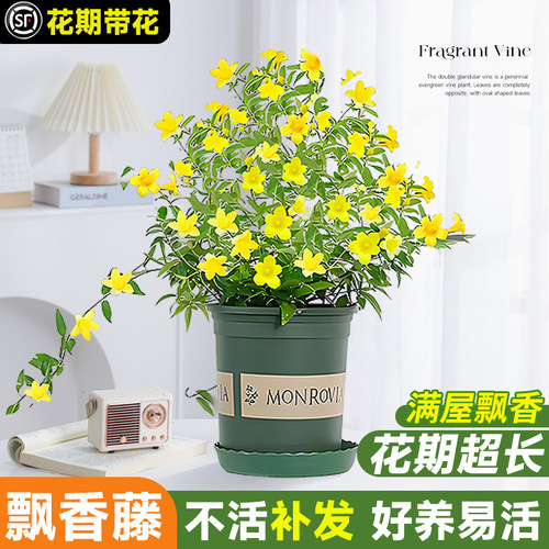 法国香水藤爬藤植物盆栽四季花卉飘香藤茉莉花室内外阳台耐寒植物
