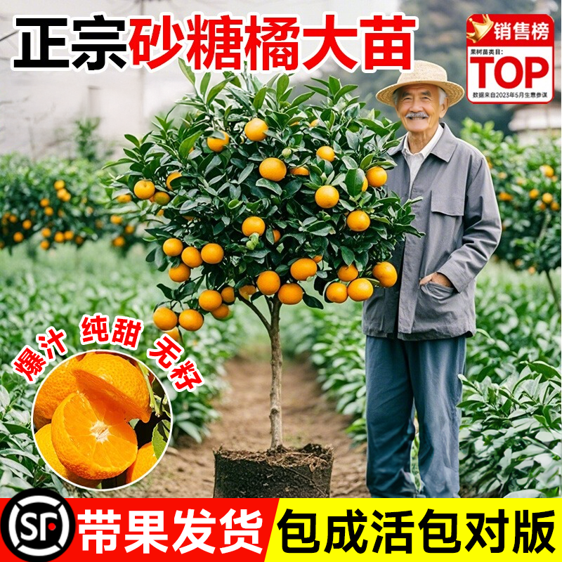沙糖桔树苗广西无籽正宗砂糖橘子树果苗金秋果树四季种植盆栽带果