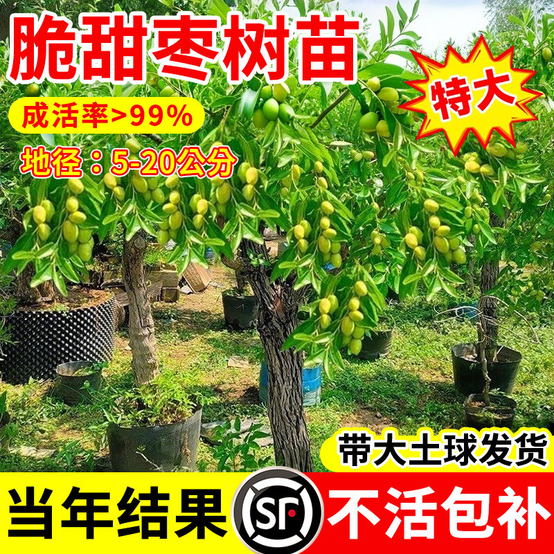 枣树果苗大枣超甜带土球南北方沾化冬枣大树矮化嫁接苗超甜特大号