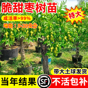枣树果苗大枣超甜带土球南北方沾化冬枣大树矮化嫁接苗超甜特大号