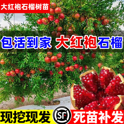 石榴树树苗突尼斯软籽大红袍果苗