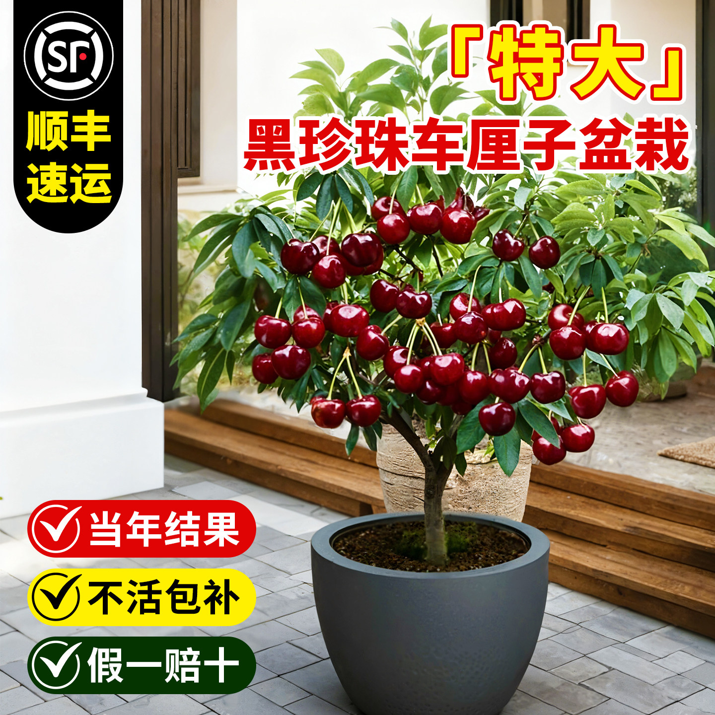 车厘子树苗盆栽矮化黑珍珠特大樱桃树果苗南北方种植果树基地带土,鲜花速递/花卉仿真/绿植园艺,果树,淘宝优惠券,粉丝福利购,淘宝优惠卷