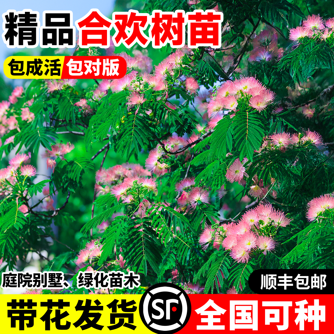合欢花树苗绒花树合欢苗耐寒地栽盆栽室外风景树工程地栽大树乔木 - 封面
