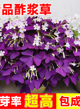 紫叶酢浆草种球根紫色酢浆草种子炸浆草花卉室内植物盆栽四季开花