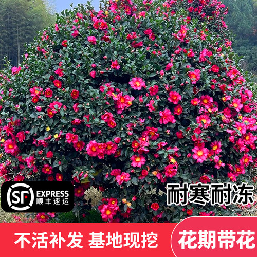 茶梅盆栽四季山茶花苗盆景易活