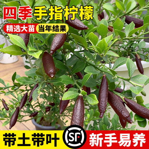 壹植当年结果手指柠檬特大苗