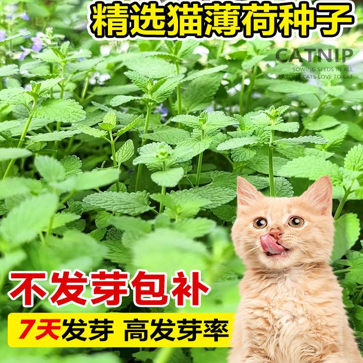 薄荷种子可食用猫薄荷种籽图片