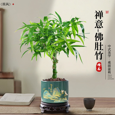 佛肚竹盆栽老桩盆景书房桌面绿植