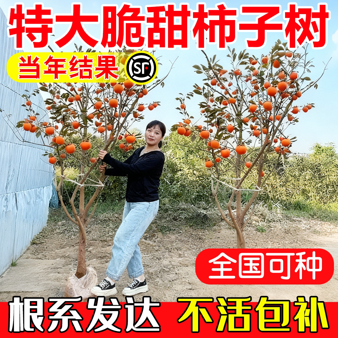 柿子树果苗南北种植耐寒当年结果图片