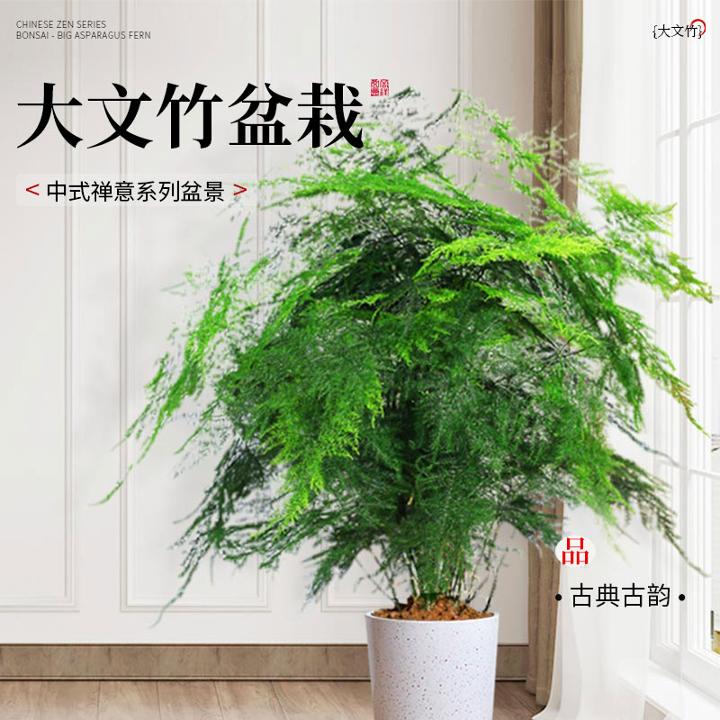 大文竹盆栽四季常青绿植花卉客厅室内办公室盆景植物好养老桩大苗