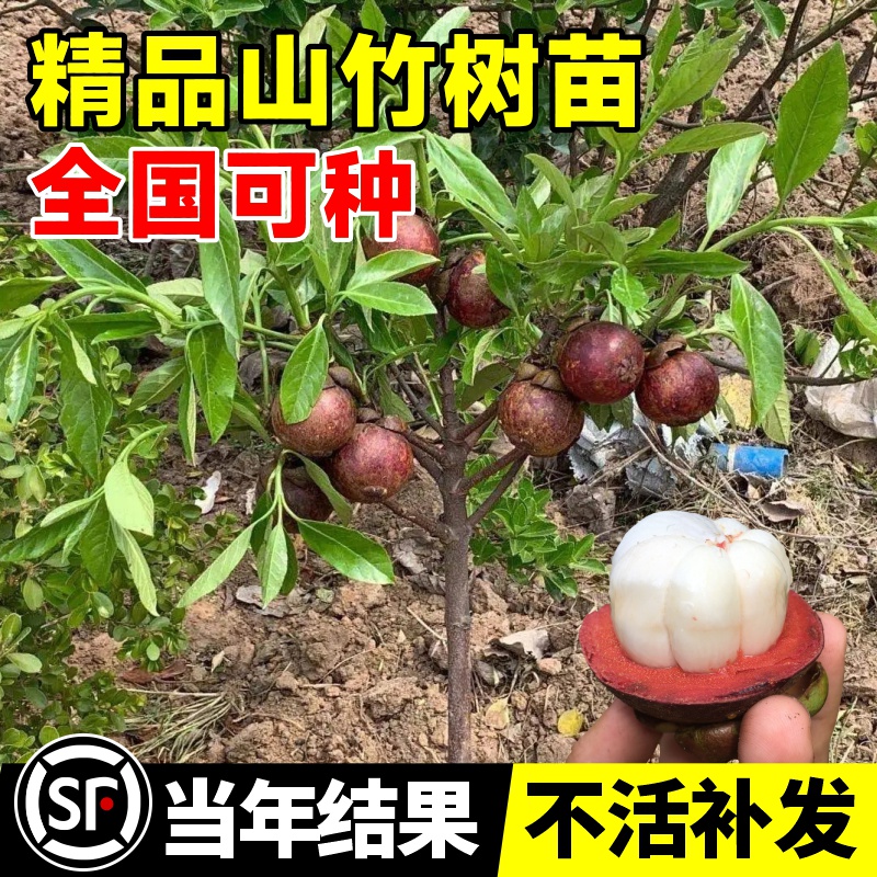 山竹树苗带果泰国无核嫁接果树苗盆栽地栽庭院南北方种植当年结果