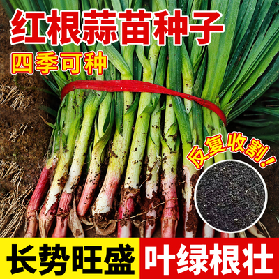 红根蒜苗种子大蒜种子反复收割