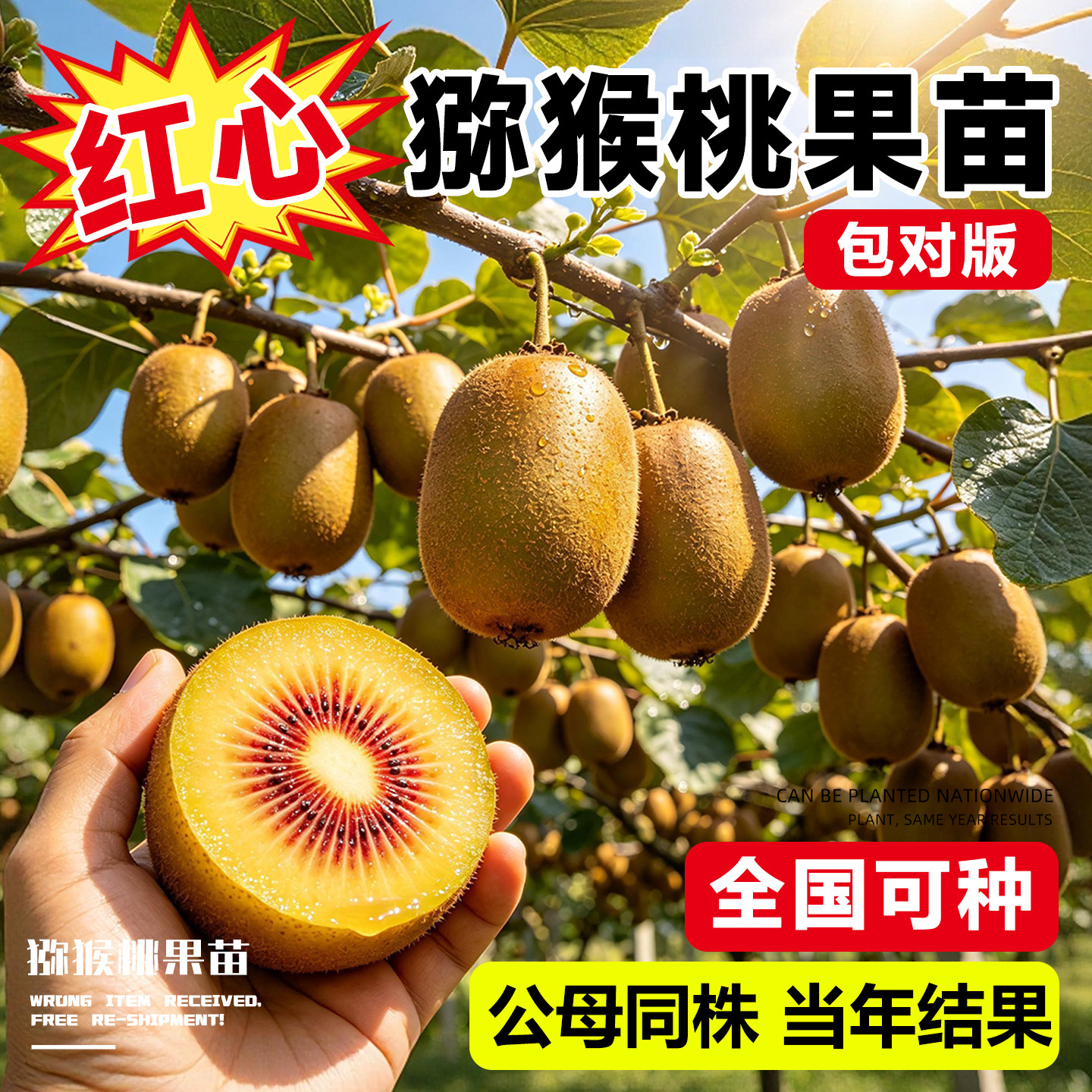 红心猕猴桃树果苗公母同株嫁接软枣翠香徐香黄心庭院种植当年结果图片