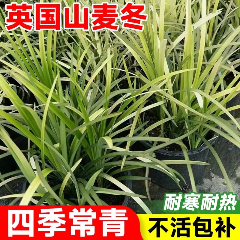 英国山麦冬盆栽纯金啤酒阔叶金边室内外耐寒耐热花镜四季常绿植物