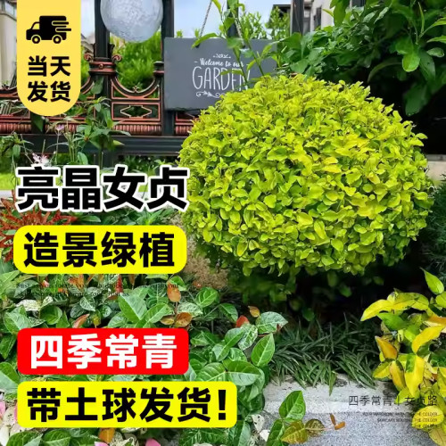 亮晶女贞球名贵造景绿植