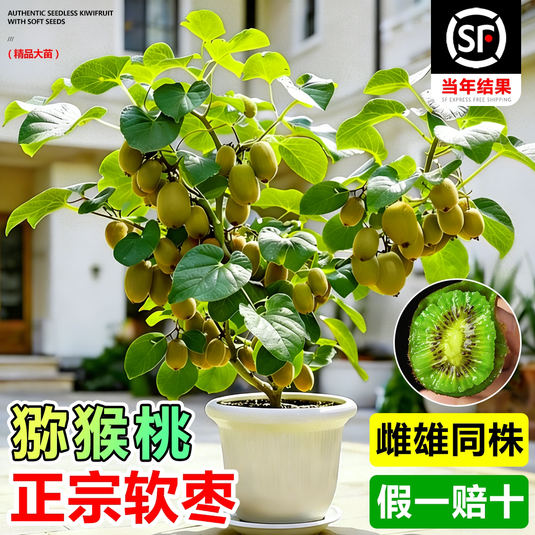 软枣猕猴桃树果苗公母同株图片
