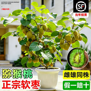 软枣猕猴桃树果苗公母同株红心徐香嫁接当年结果南北种植庭院果树