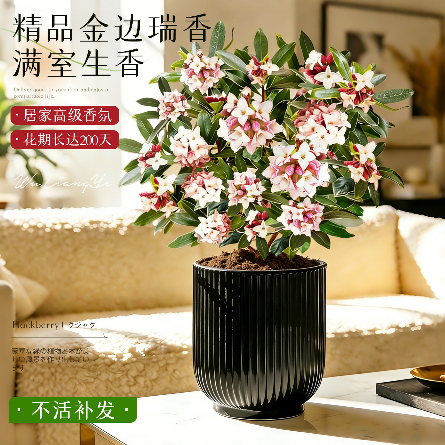 金边瑞香盆栽浓香型带花苞耐寒图片