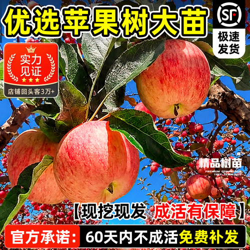 红富士冰糖心苹果树苗当年结果