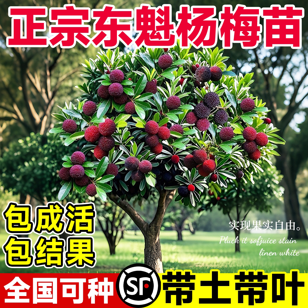 东魁杨梅树树苗正宗地栽盆栽带土南北方嫁接果树果苗早熟当年结果