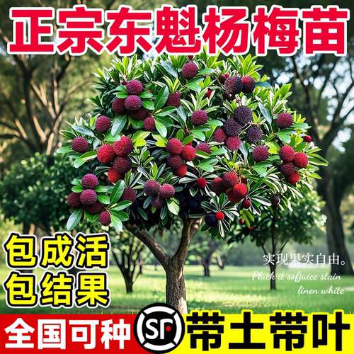 壹植当年结果东魁杨梅正宗