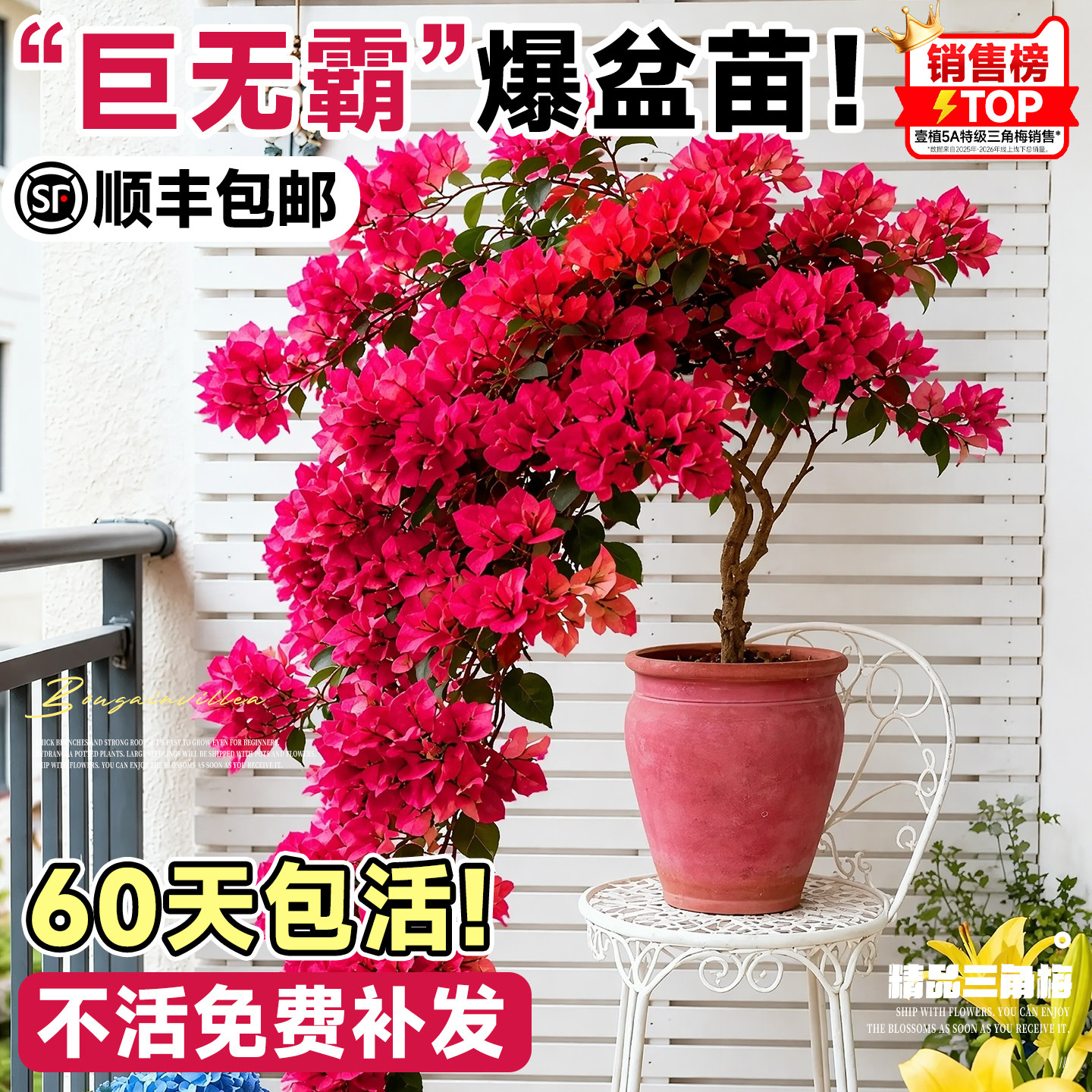 同安红中国红三角梅盆栽老桩带花重瓣漳红樱绿樱花卉好养阳台植物