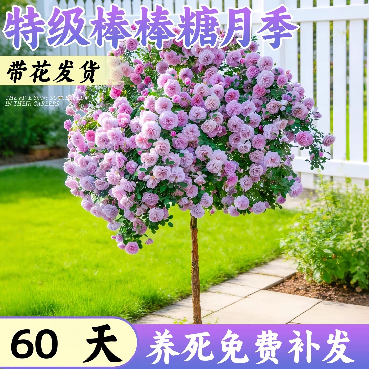 棒棒糖月季老桩四季开花盆栽图片