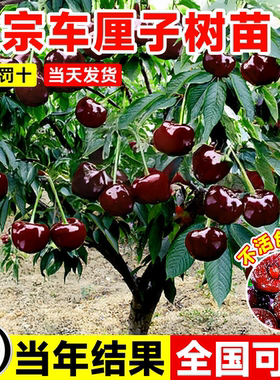 车厘子树苗正宗特大嫁接庭院耐寒南北方种植盆栽地栽矮化果树果苗