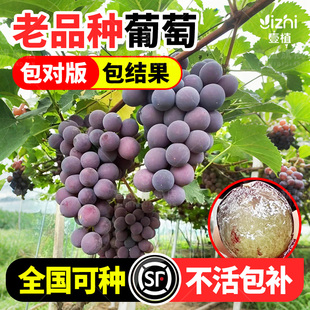 巨峰葡萄树苖大苗阳光玫瑰夏黑青提南北方庭院种植耐寒盆栽果树苗