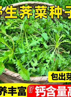 野生荠菜种子营养丰富高钙大叶荠荠菜种籽孑农家阳台绿色健康蔬菜
