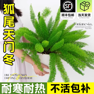 狐尾天门冬盆栽多年生植物花园庭院阳台造景绿植四季常青好养易活