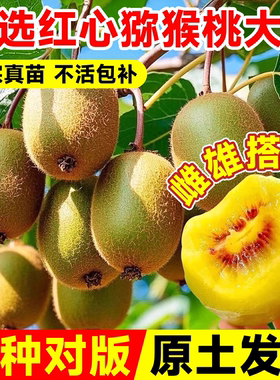 正宗猕猴桃树果苗红心徐香嫁接雌雄同株当年结果南北种植盆栽地栽