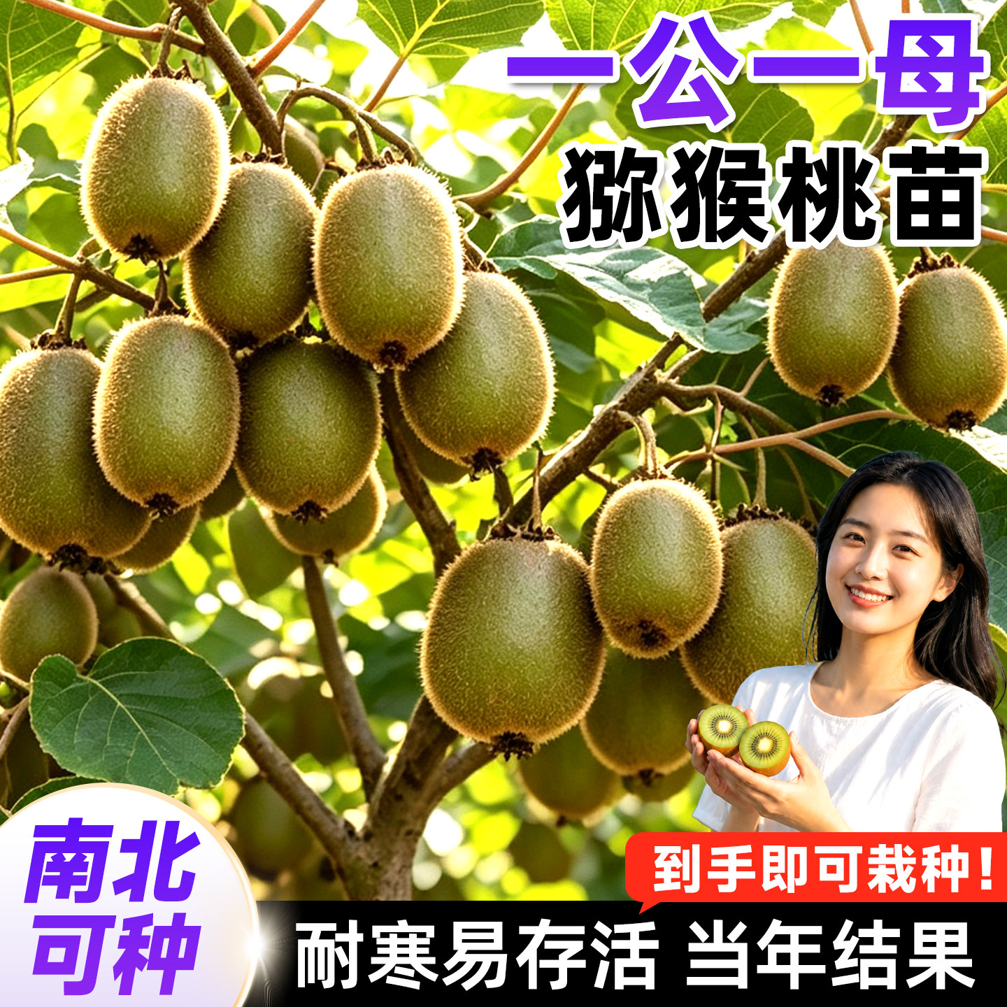 庭院种植猕猴桃树苗一公一母丰产图片