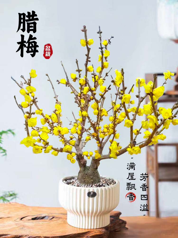 腊梅花树苗盆栽浓香型四季耐寒花卉植物室内阳台盆景老桩蜡梅好养