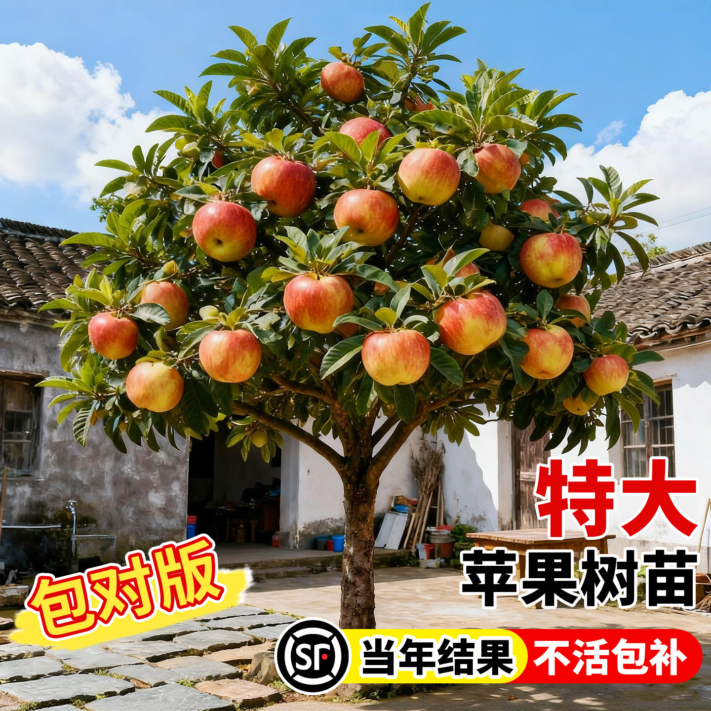 特大苹果树果苗当年结果带土冰糖心矮化果树盆栽南北种植庭院地栽