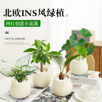 北欧奶油风桌面工位发财树绿植盆栽办公室内四季好养花卉盆景摆件