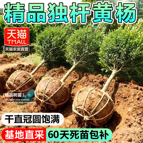 独杆黄杨树苗耐寒四季常青庭院