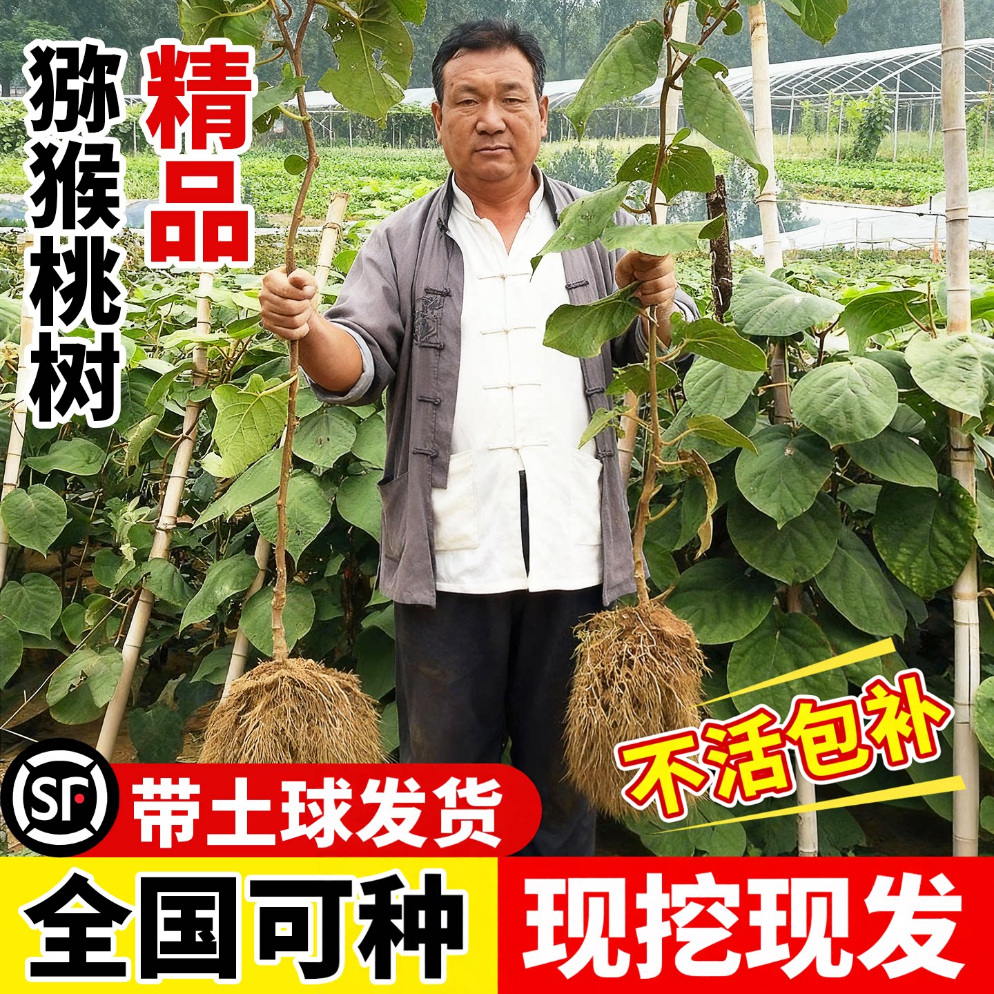 猕猴桃树果苗南北方种植当年结果图片